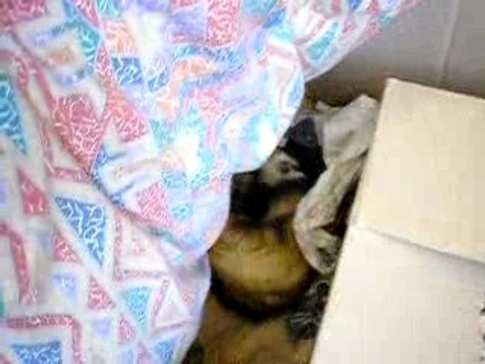 quand les furets font la sieste