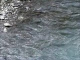 Elwha Salmon Spawning