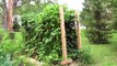 Green beans with new trellis and some with a history
