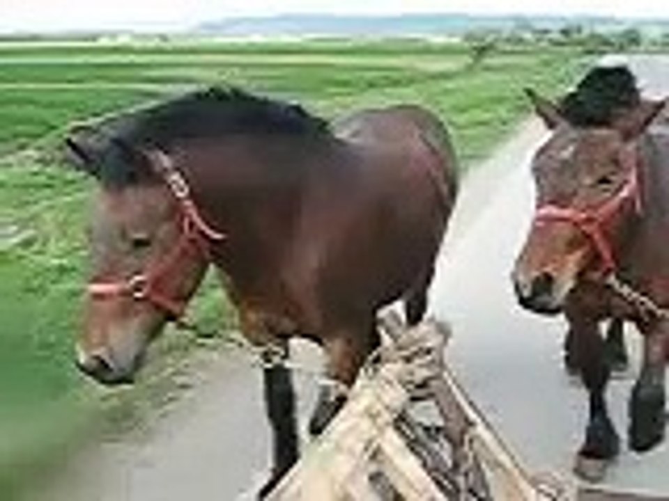 manji de vanzare