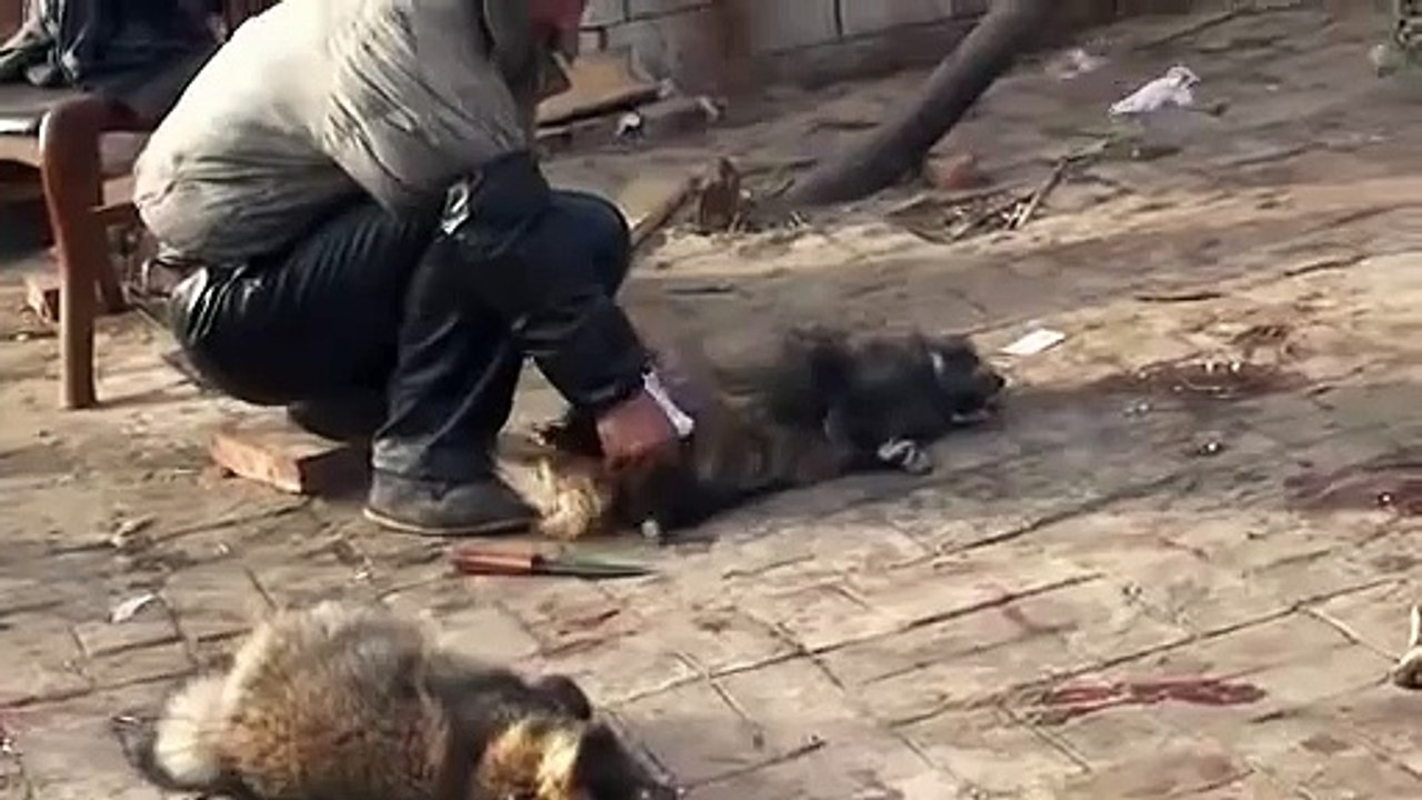 伊能靜揭露殘忍的皮草養殖場內幕.flv