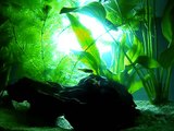 My Aquarium - With Betta, Neon Tetra, Aquatic Plants