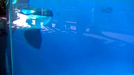 Ulises and Shouka @SUV 2 of 4 - Nov 19 2014 - SeaWorld San Diego