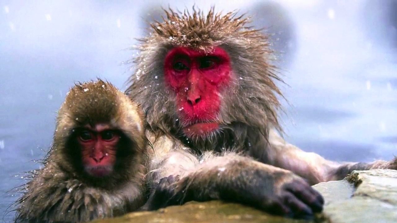 Itsy Bitsy Spider Monkey | Nursery Rhymes | Childrens Songs | Acme Cartoon Emporium