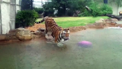 The Daily Reveille: LSU's Mike the Tiger plays in the rain, Aug. 13, 2013