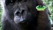 The Aspinall Foundation - Saving Gorillas - Howletts & Port Lympne Wild Animal Parks