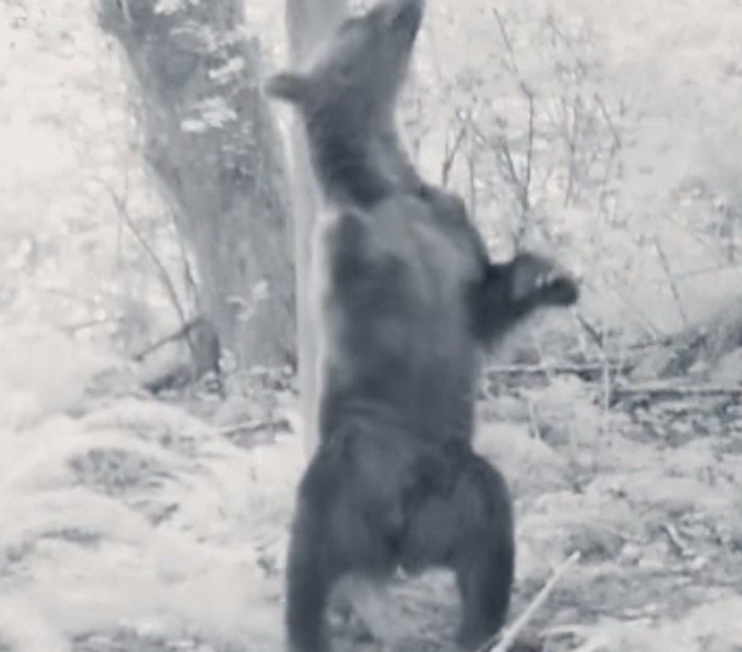 Clumsy Bear Appears Under the Influence