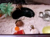 My Hermit Crabs