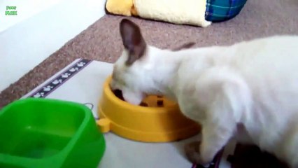 Cats Saying 'Om Nom Nom' While Eating Compilation 2013 [HD]