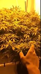 3 plant SCROG, WEEK 3 FLOWER, Blue Dream, Blue Cheese, Power Africa, VIDEO# 4