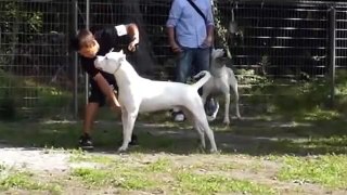 DOGO ARGENTINO