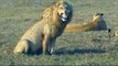 Lion vs Female Lion , Lion attack brutal [ animal documentary ]