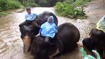 Fun with Elephants at Patara Elephant Farm waterfall