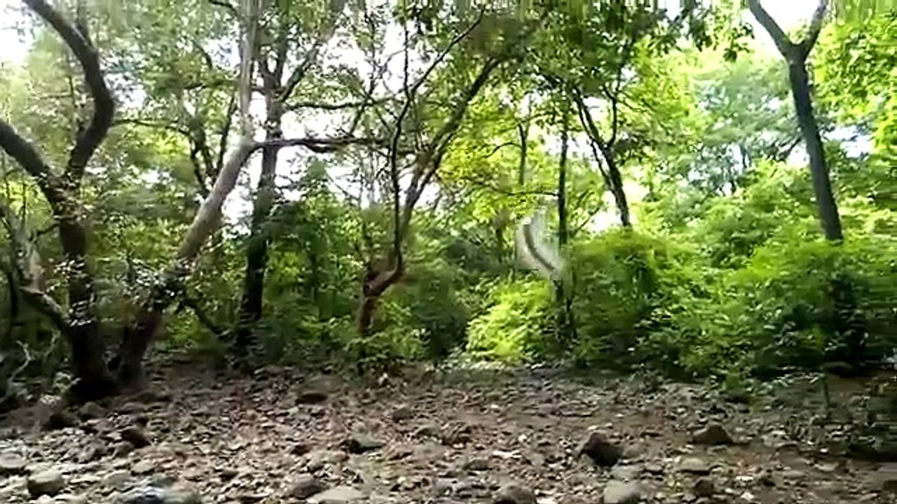 White Caterpillar Hanging From Tree In Air - Animal Planet - Nature Documentary HD