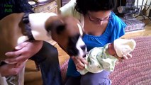 Cute Cats and Dogs Meeting Babies Compilation 2014 [NEW HD] (2)
