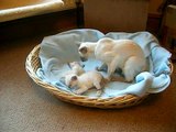 Siamese Kittens playing gently 4 weeks old