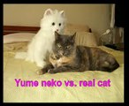 Yume Neko vs. Real Cat