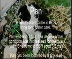 Border Collie Rescue - Pan - A blind rescued Border Collie