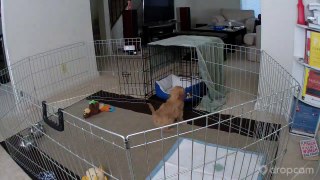 Pixel the Labradoodle Puppy Makes a Daring Escape