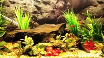 Black Ruby Barbs,Tiger Barbs,Cherry Barbs,Odessa Barbs,Denison Barbs and Green Barbs