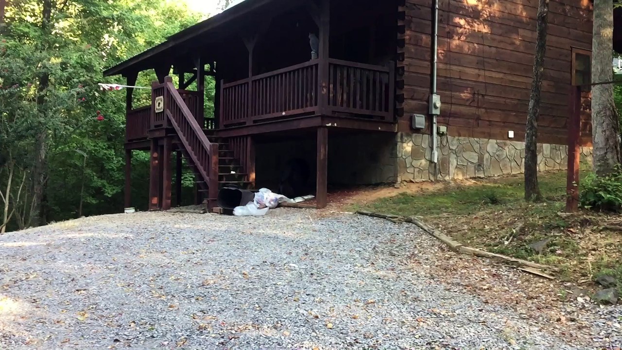 Bear scrounging in trash