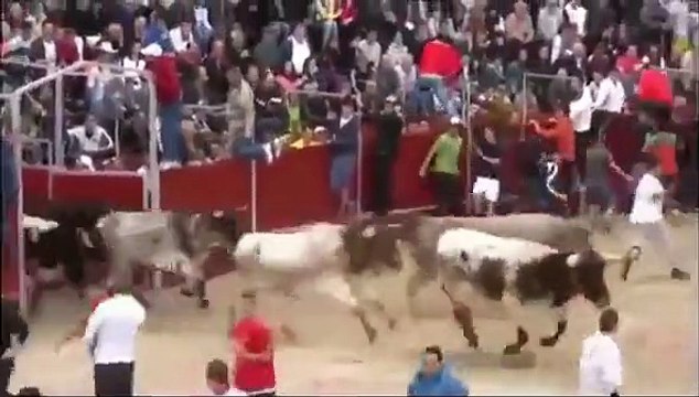 Funny videos People fail bull fighting Funny Animals videos Bull Fails Videos