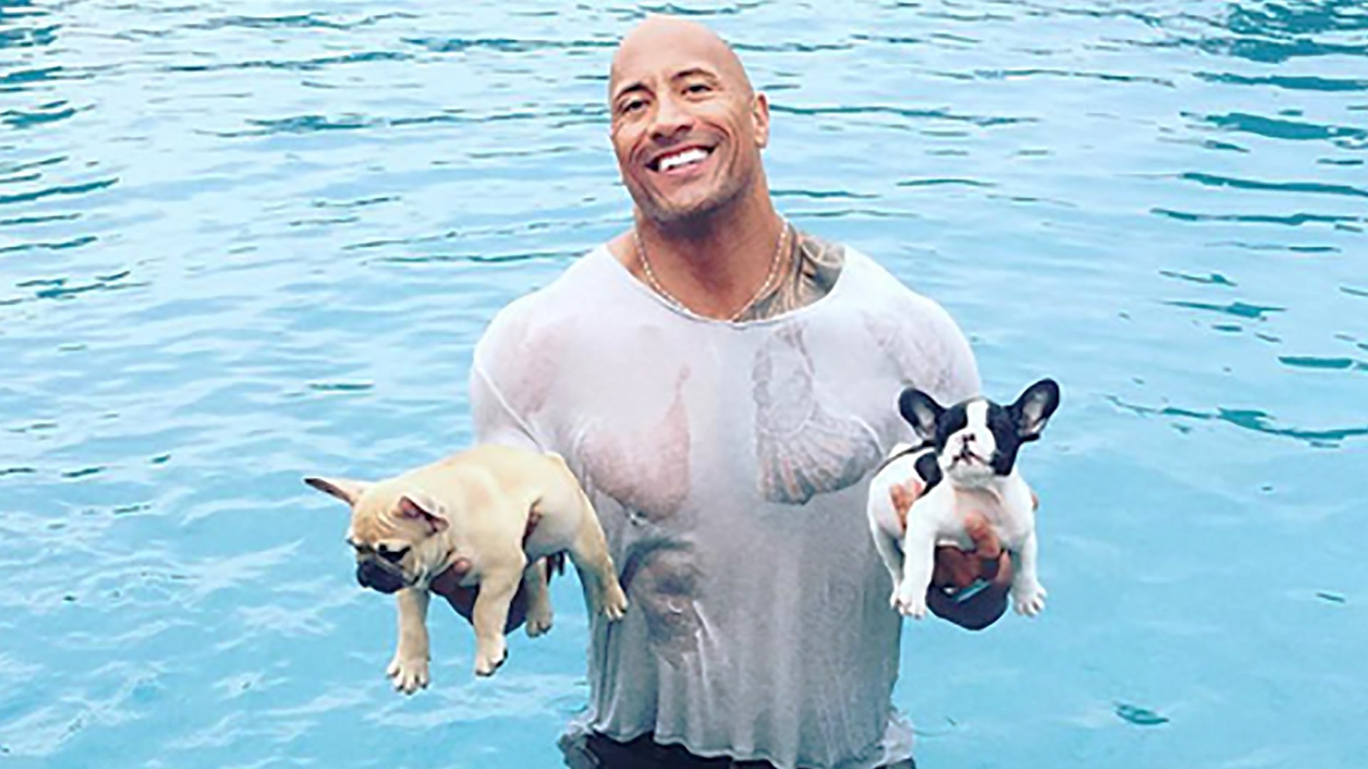 ⁣Dwayne 'The Rock' Johnson Saves Drowning Puppies from Pool