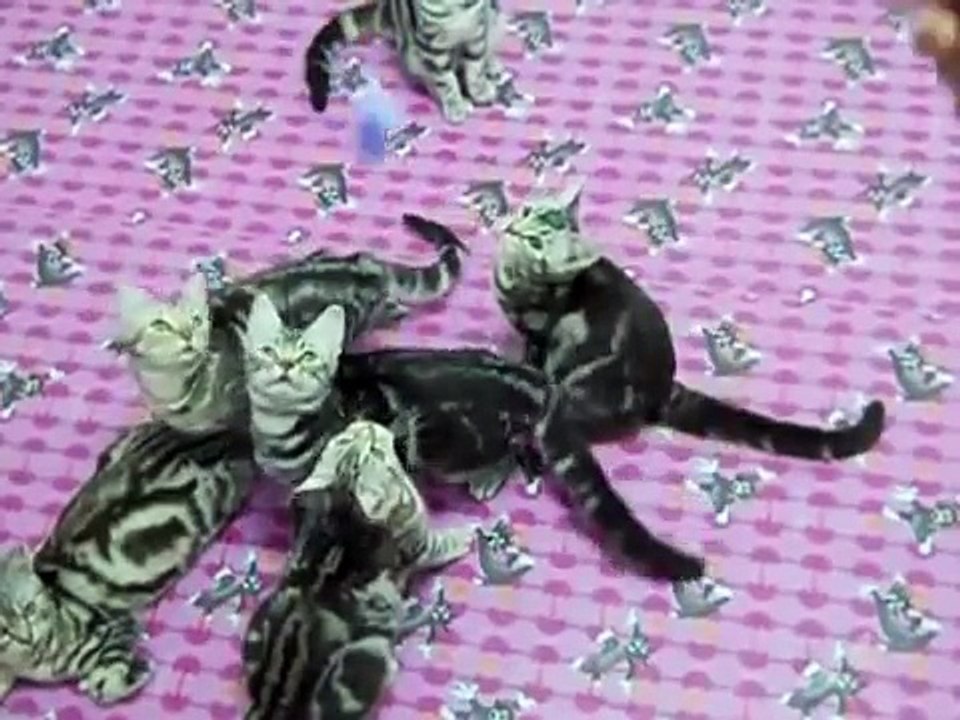 แมวพันธุ์อเมริกันขนสั้น