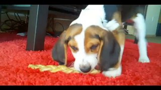 Beagle Puppy Adventures!