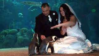 Penguin Wedding Crashers at Florida Aquarium