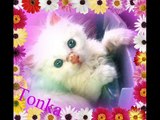 Feline Parvo Awareness - Rest In Peace Tonka