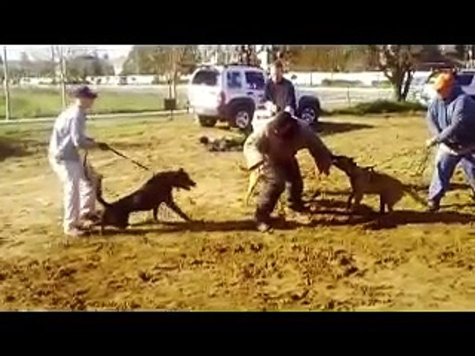 Bay Area Ca Pro Dog Training 4 dog attack protection training
