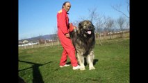 Top 10 Biggest Guard Dogs in the World ! Caucasia | Kangal | Rotweiler| Pitbull |