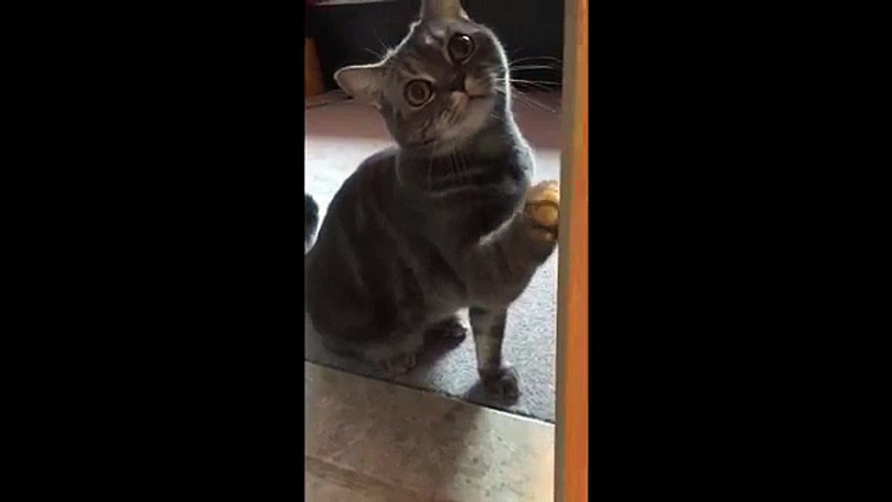 Talking Cat Ask For FOOD