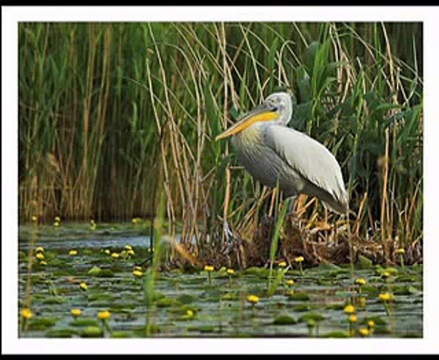 Pelicans of Danube Delta