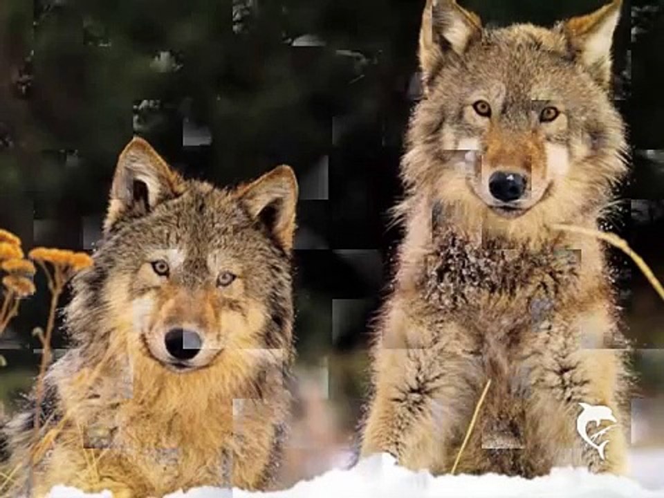 bryan adams- to you i will always return...wolf love