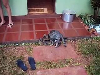 cats-gato fazendo o serviço-reprodução.AVI