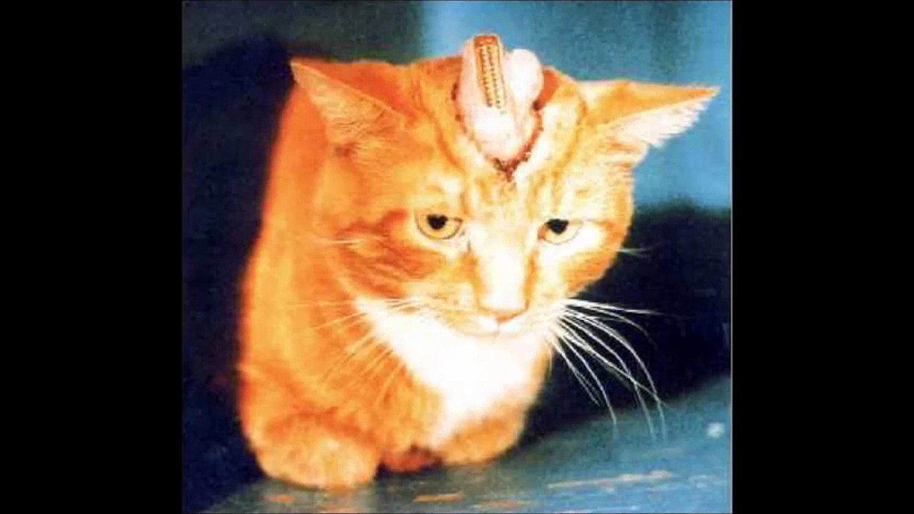 Animal experimentation