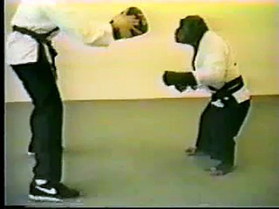 Funny Karate Chimp