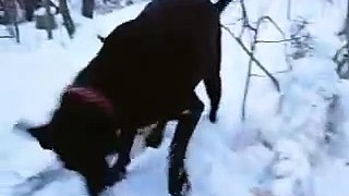 Tracy the black lab: plays with a tree...