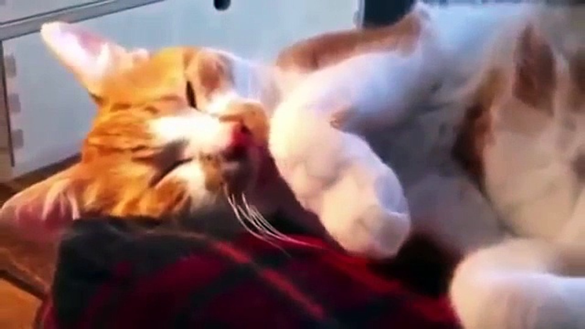 Забавные животные 2015/2