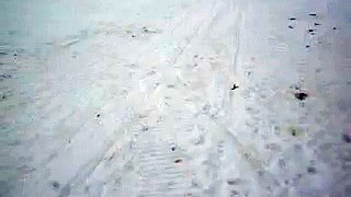 Siberian Husky pulling dog sled