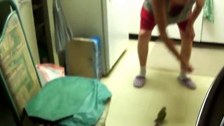 Oscar the conure fighting with a slipper
