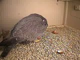 1st Chick 2010- Peregrine Falcon, Columbus Ohio USA