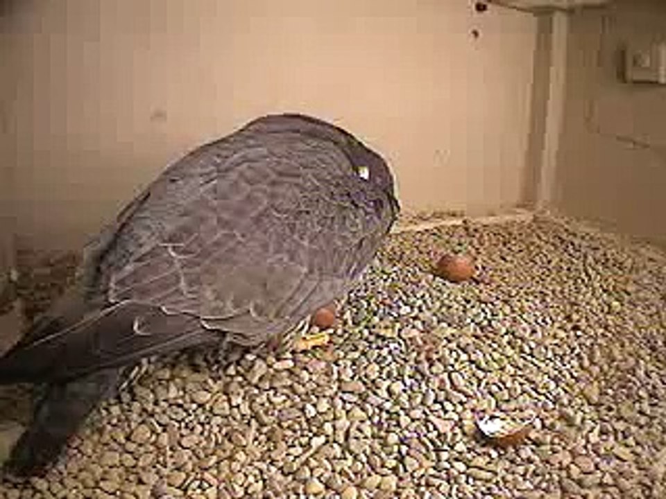 1st Chick 2010- Peregrine Falcon, Columbus Ohio USA
