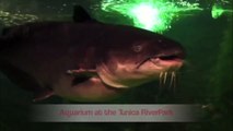The Aquarium at the Tunica RiverPark, TUnica MS