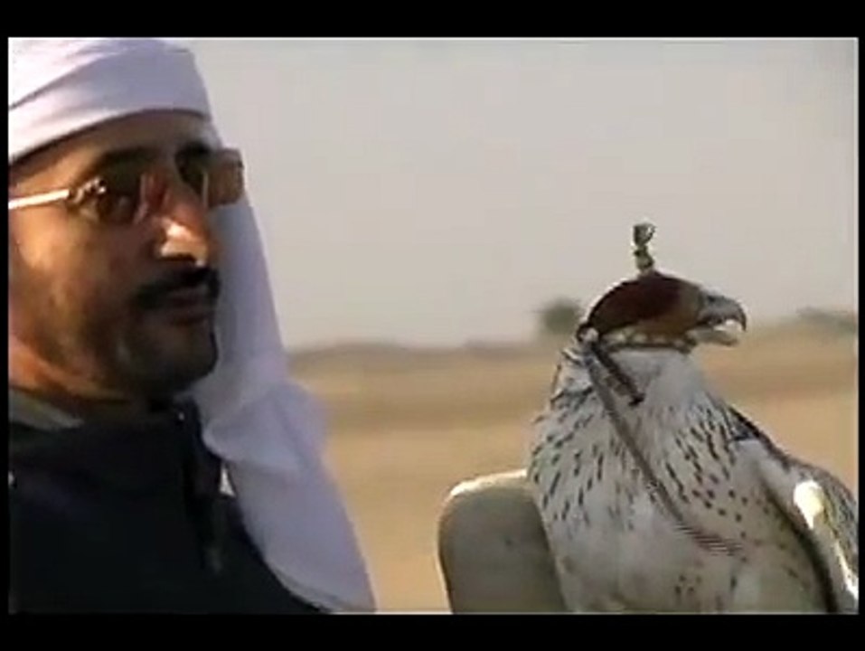 تعليم الجير الارتفاع بالطائره Falcon Training Falconry