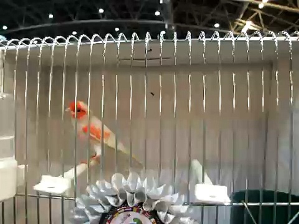 Kanarek czerwony mozaikowy