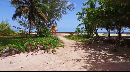 Sargassum Seaweed in Barbados