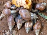 Giant East African Snails Eating Mango